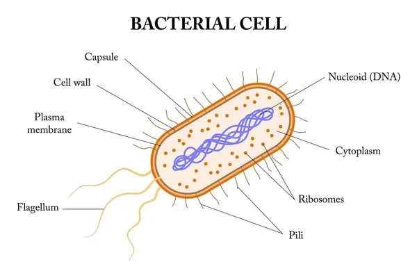 Bacterial cell diagram